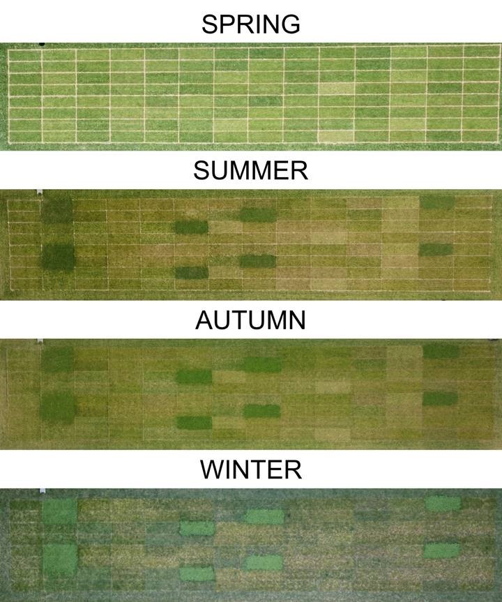 Image shows the effect of clover, throughout the year, during trials conducted by DLF in France